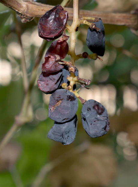 Najstarija metoda sušenja je kad grožđe ostaje visiti s odrezanim krakom vinove loze ili uvijenom stabljikom .