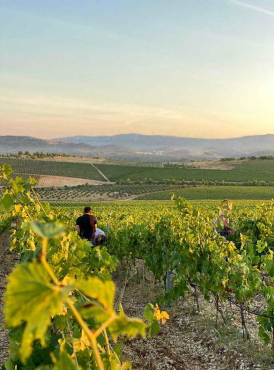 Berba je vrhunac godine u vinogradu